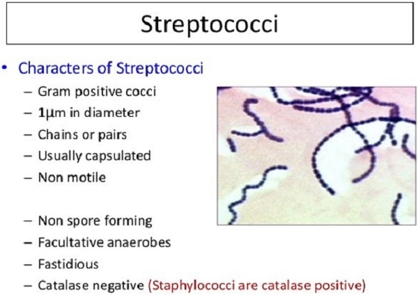 مشخصه های گونه های استرپتوکوکی