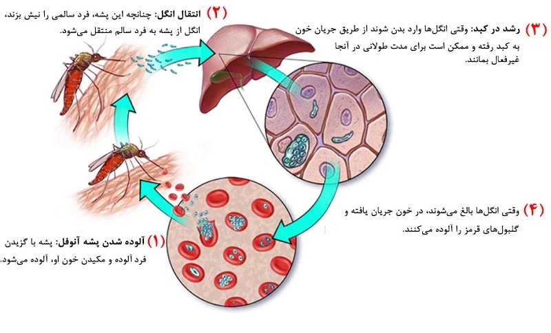 چرخه ی انگل مالاریا