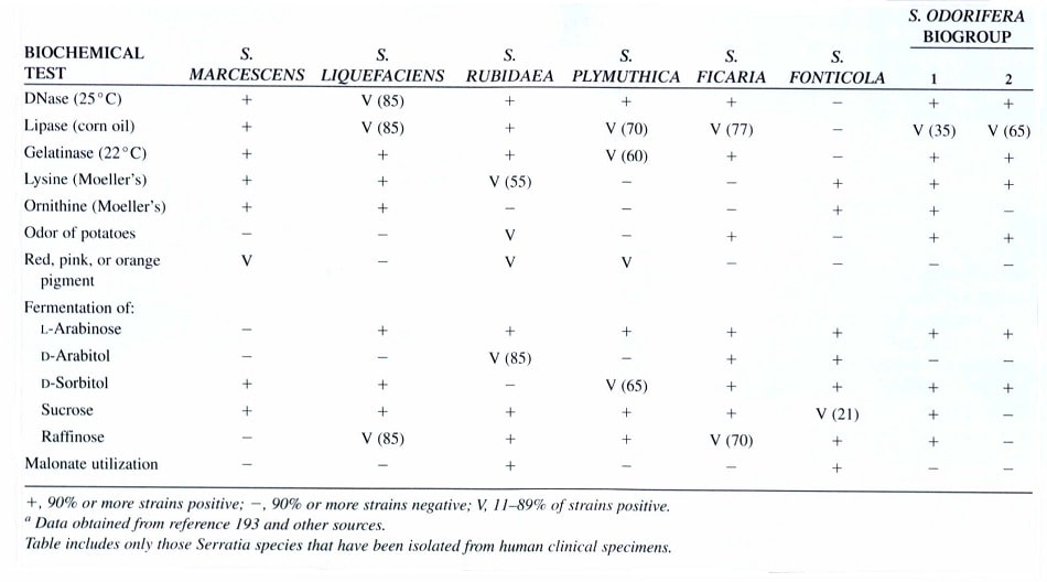 جدول وجوه تمایز گونه‌های مهم کلینیکی جنس سراشیا