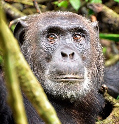 انتقال ویروس نقص سیستم ایمنی از شامپانزه به انسان