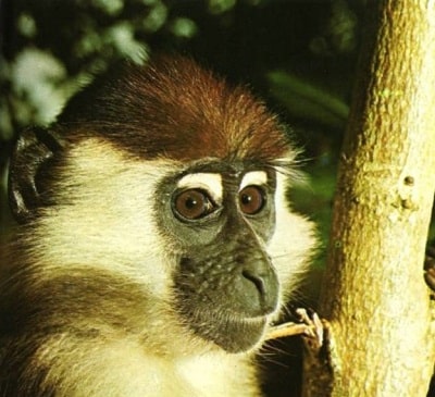 HIV-2 از ویروس SIVsmm نشات گرفته و از طریق گونه‌ای از میمون‌ها به نام سوتی مانگابی به انسان منتقل شده است