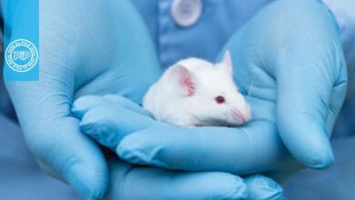افزایش ایمنی شغلی با کنترل آلرژی ناشی از کار با حیوانات آزمایشگاهی