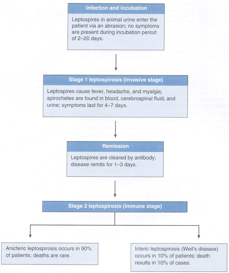 مراحل لپتوسپیروزیس درمان‌نشده در انسان
