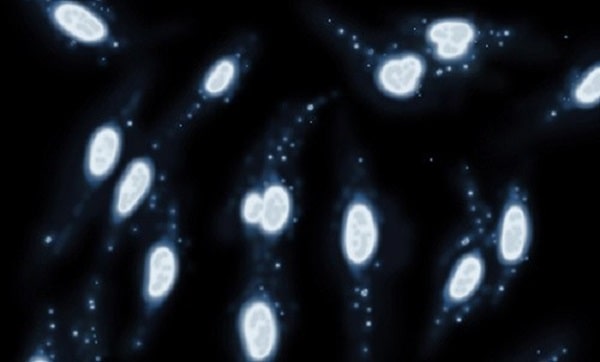 رنگ آمیزی DAPI سلول‌های آلوده به مایکوپلاسما