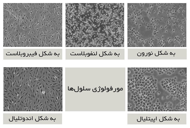 تصاویر میکروسکوپی از رده های سلولی