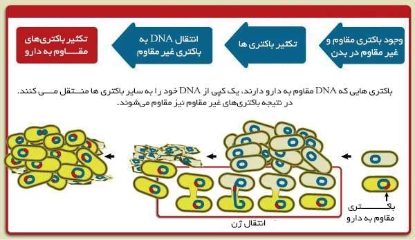 ایجاد مقاومت به آنتی بیوتیک به روش انتقال پلاسمید