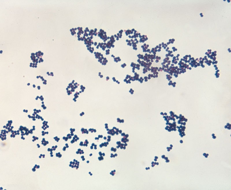 استافیلوکوکوس اورئوس ؛ میکروبیوم انسانی