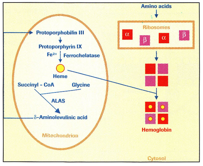 سنتز هموگلوبین، δ-آمینولوولینیک اسید سنتتاز