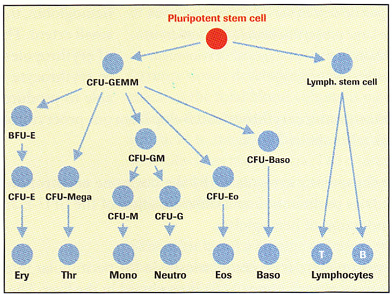 توسعه سلول‌های پروژنیتور از سلول‌های بنیادی پلوری پوتنت.