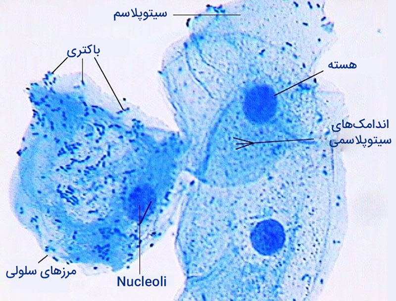سلول‌های گونه زیر میکروسکوپ