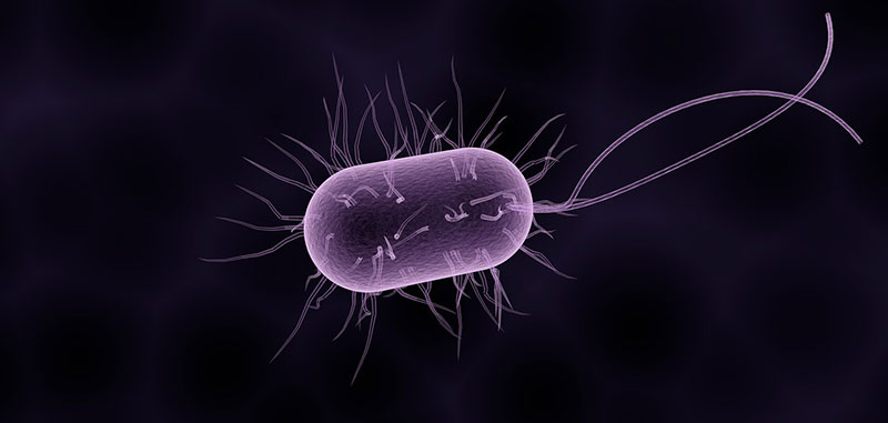 طبقه‌بندی باکتری‌ها بر اساس نیازهای غذایی