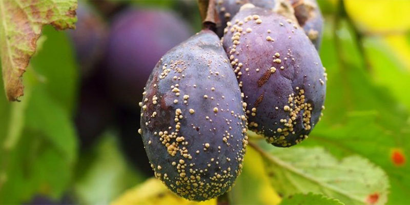 مایکوتوکسین در مواد غذایی