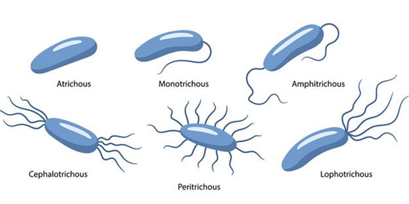 آیا با ساختار باکتری آشنا هستید؟