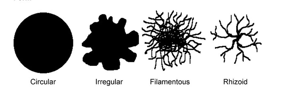 فرم‌های مختلف کلنی باکتری