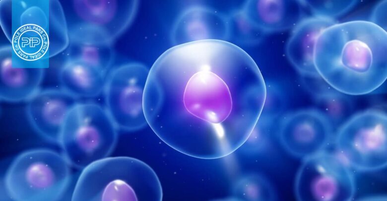 9 دانستنی جالب در مورد سلول‌‌ها که نمی‌دانید