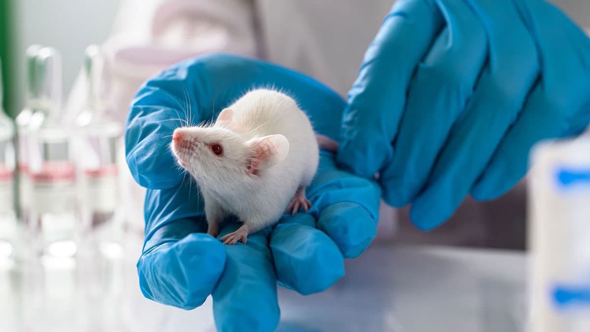 BioAI در توسعه دارو ، جایگزینی برای مدل‌های حیوانی