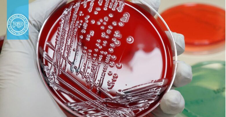 E. coli برای پیشرفت های ژنتیکی حیاتی است