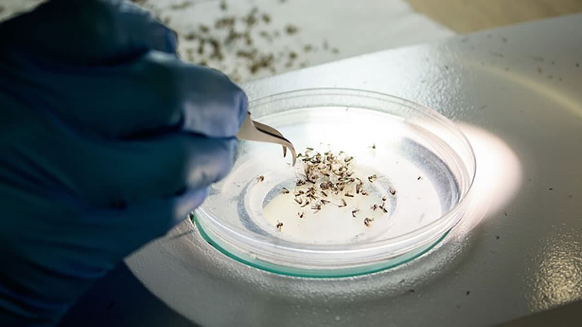 آیا ریشه کنی تب دانگ به کمک پشه‌ها امکان پذیر خواهد بود؟