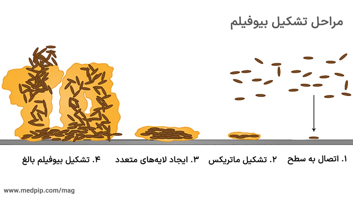 مراحل تشکیل biofilm