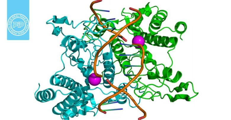 آنزیم‌های محدود کننده چیستند و چگونه توالی DNA را قطع می‌کنند؟