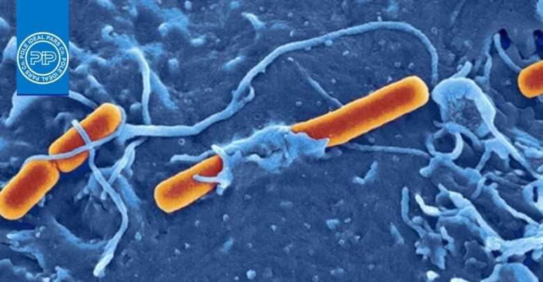 نحوه انتقال ژن بین باکتری‌‌ها