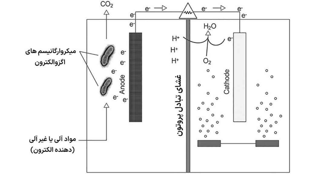 سلول‌های سوختی میکروبی استفاده از میکروب‌ها برای تولید سوخت مجله پل