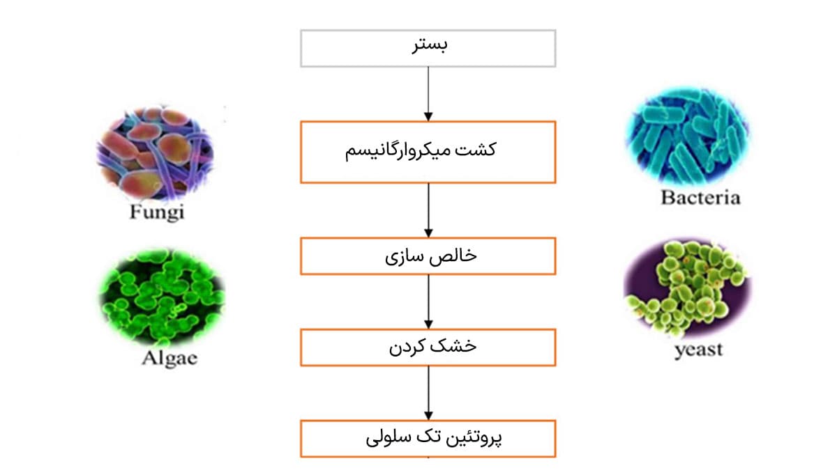 مراحل تولید پروتئین تک سلولی از میکروارگانیسم ها