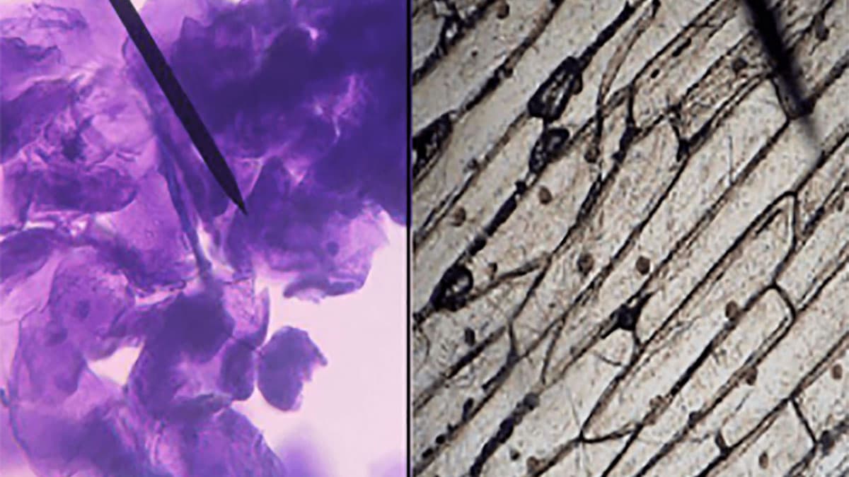 سلول‌های گیاهی و جانوری زیر میکروسکوپ