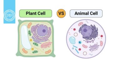 سلول‌های گیاهی و جانوری