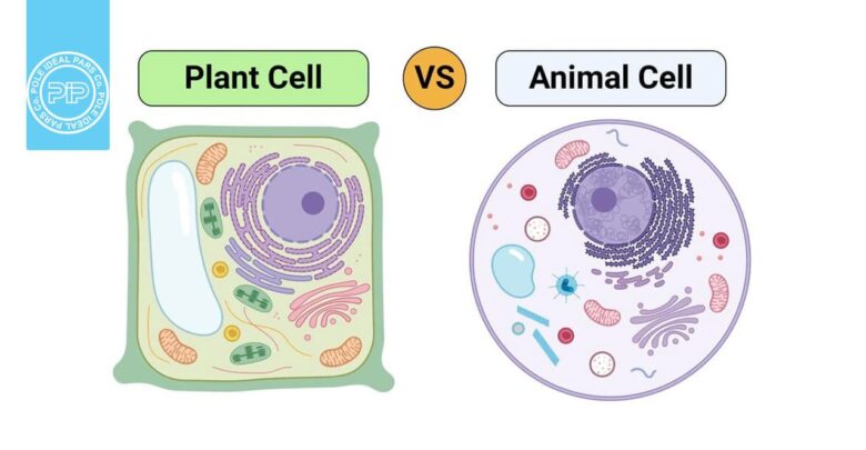 سلول‌های گیاهی و جانوری