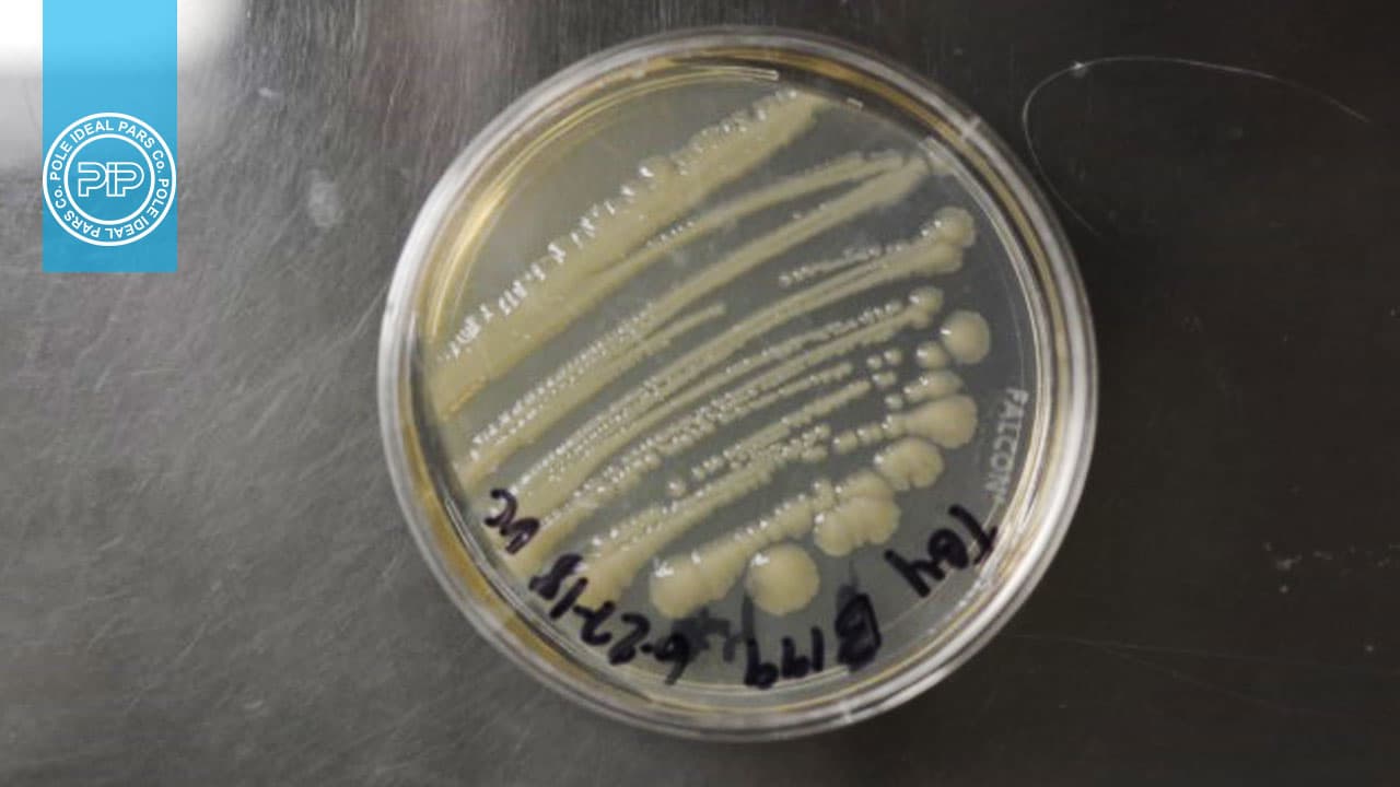 کلبسیلا اکسی توکا مروری بر ویژگیهای پاتوژنتیک و تشخیص آزمایشگاهی