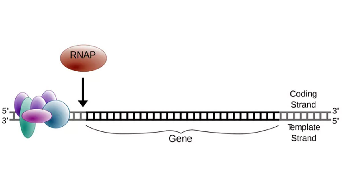 مرحله شروع در رونویسی DNA به RNA
