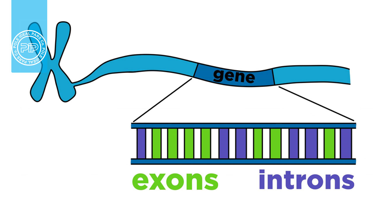 مروری بر عملکرد اینترون و اگزون - مجله پل ایده‌آل پارس آزمایش‌ها و ...