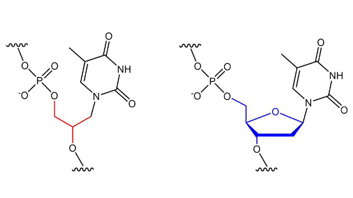 مولکول اسیدهای نوکلئیک