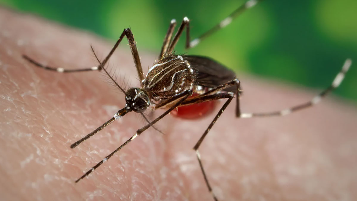 ویروس chikungunya