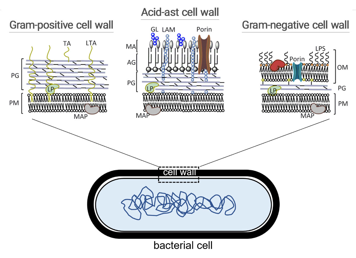 مقایسه ساختار انواع مختلف دیواره سلولی باکتری.