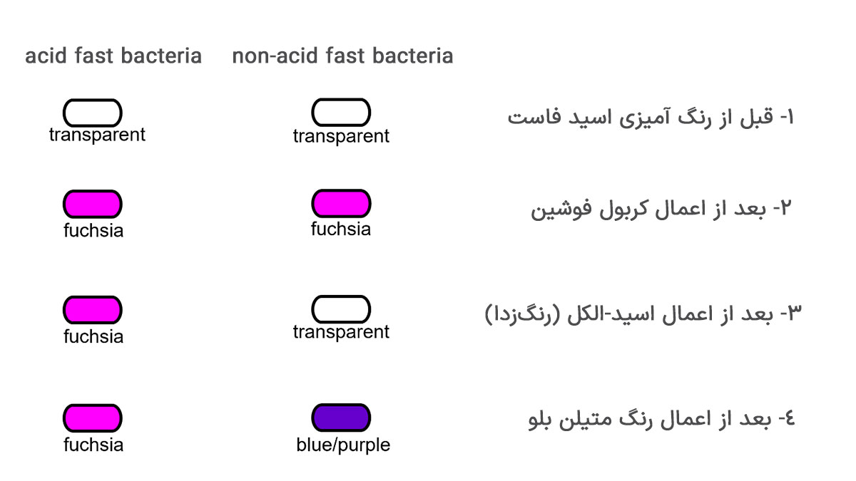 نحوه تغییر رنگ سلول‌ها را در طی مراحل رنگ آمیزی اسید فست.