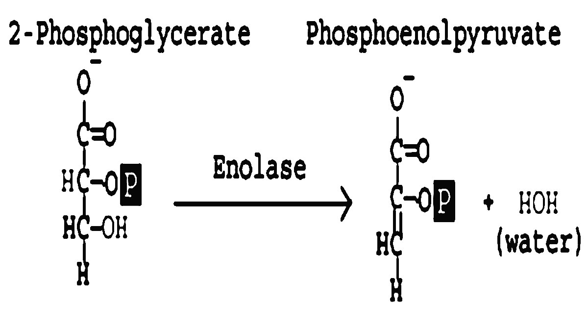 مرحله نهم: حذف مولکول آب و تولید فسفواینول پیروات