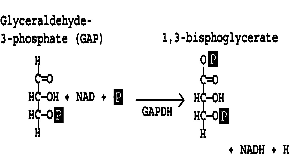 مرحله ششم: اکسیداسیون و فسفریلاسیون گلیسرآلدئید-3-فسفات
