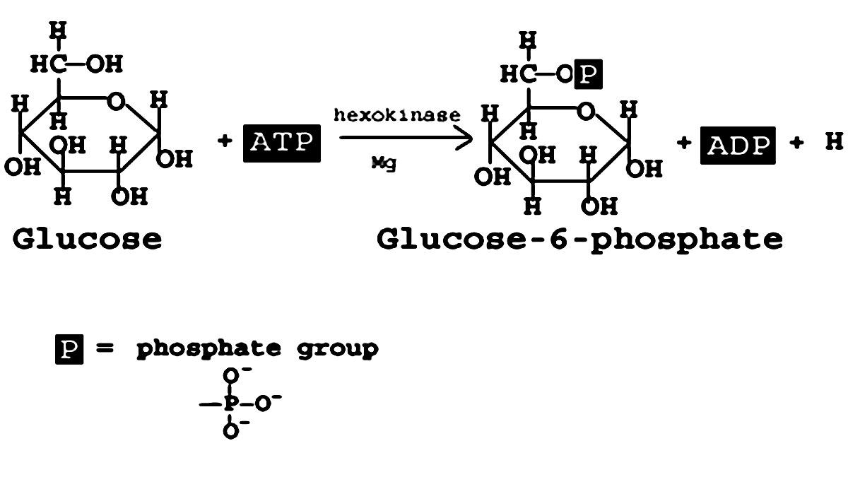 مرحله اول: هگزوکیناز و فسفریلاسیون گلوکز