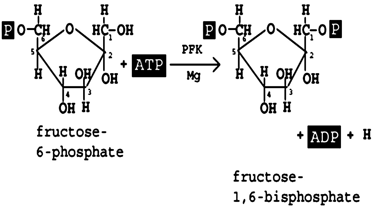 مرحله سوم: فسفوفروکتوکیناز و تبدیل فروکتوز-6-فسفات به فروکتوز-1،6-بیس‌فسفات