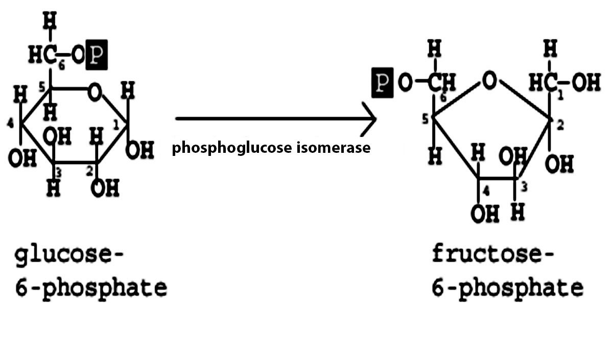 مرحله دوم: تبدیل گلوکز-6-فسفات به فروکتوز-6-فسفات