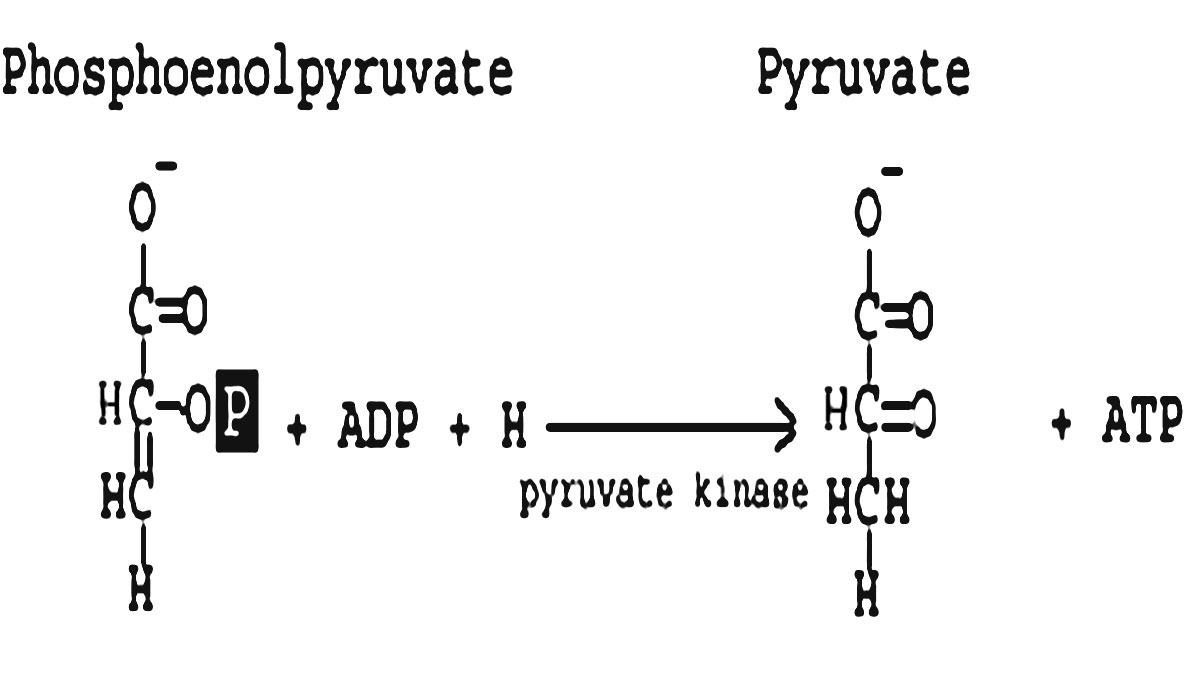 مرحله دهم: تولید ATP و پیرووات توسط کیناز پیروات