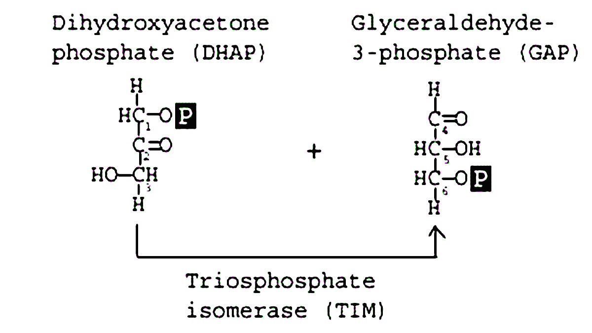 مرحله پنجم: تبدیل دی‌هیدروکسی‌استون فسفات به گلیسرآلدئید-3-فسفات