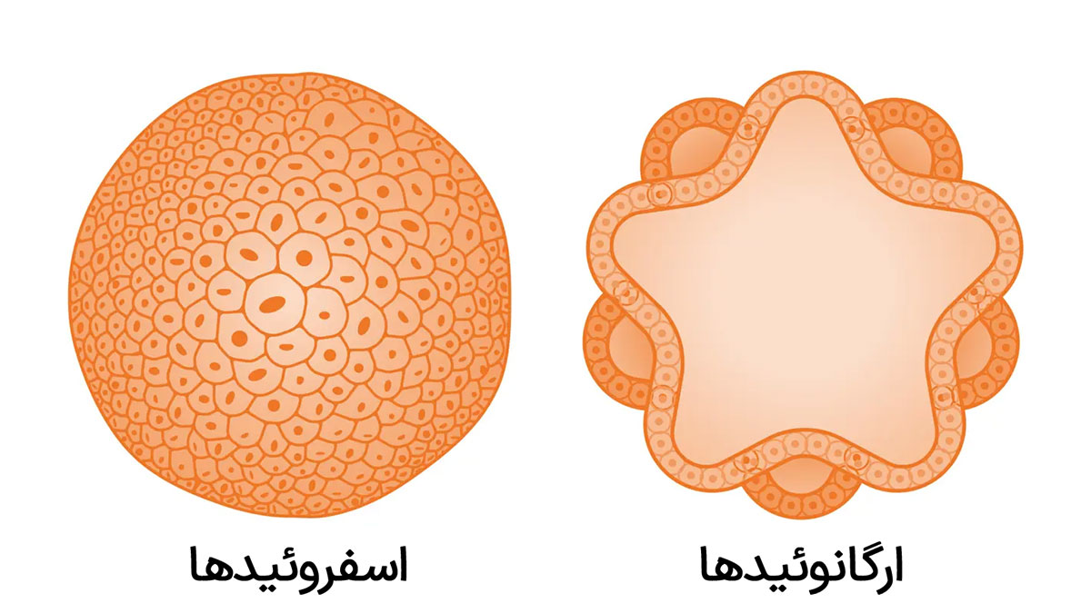 انواع مختلف کشت سلولی 3 بعدی