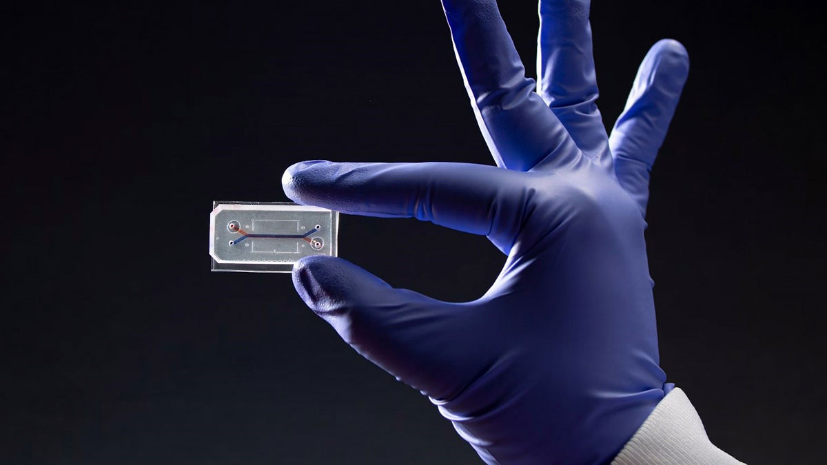 مدل‌سازی درون‌تنی (In Vitro)