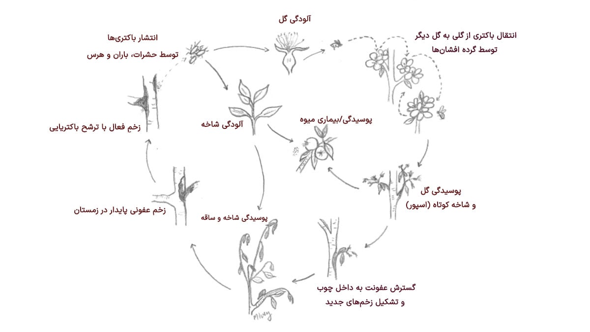چرخه‌ی بیماری آتشک در گیاهان