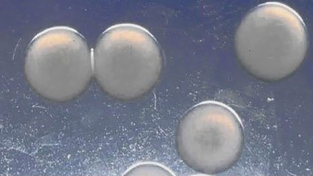 ریخت‌شناسی معمول کلنی Erwinia amylovora روی محیط کشت CCT