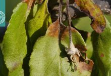 بیماری آتشک در گیاهان