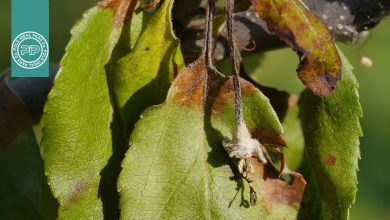 بیماری آتشک در گیاهان